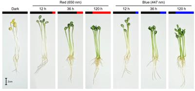 Red and blue light-specific metabolic changes in soybean seedlings